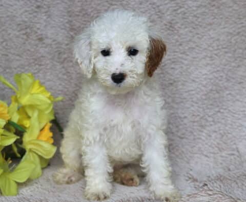 Roxanne Mini Poodle