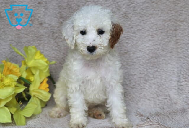 Sweet Mini Poodle puppy with a fluffy white coat and one light brown ear, sitting upright on a beige blanket beside a bunch of bright yellow flowers. image