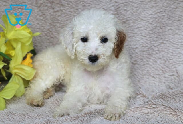 Adorable Mini Poodle puppy with a fluffy white coat and a light brown ear, lying on a cozy beige blanket beside a bunch of cheerful yellow flowers. image