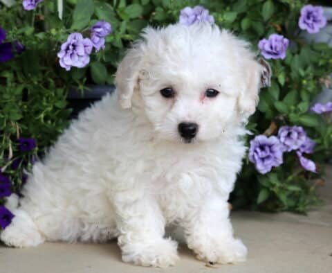Fluffy white Bichon puppy sitting on a patio, surrounded by rich green foliage and clusters of purple and lavender flowers.
