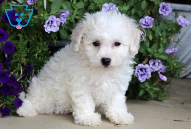 Fluffy white Bichon puppy sitting on a patio, surrounded by rich green foliage and clusters of purple and lavender flowers. image