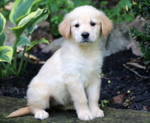 Royal Golden