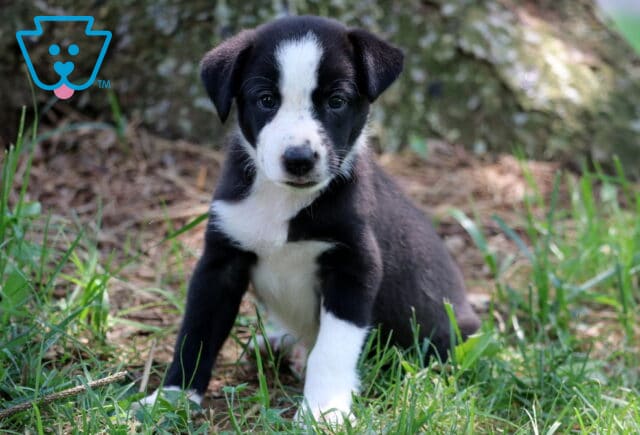 Alert black and white Border Collie puppy sitting in the grass near a tree, with a white blaze on its face and paws, looking directly at the camera. image