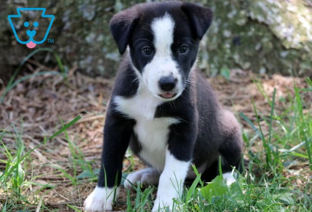 Black and white Border Collie puppy sitting on grass with a pine-covered ground behind, showing a small pink tongue and a focused, curious expression. image
