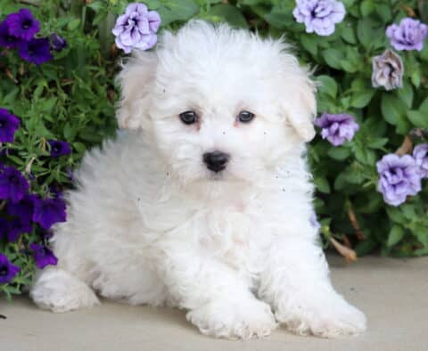 Fluffy white Bichon puppy sitting on a concrete surface, surrounded by blooming purple and lavender flowers.