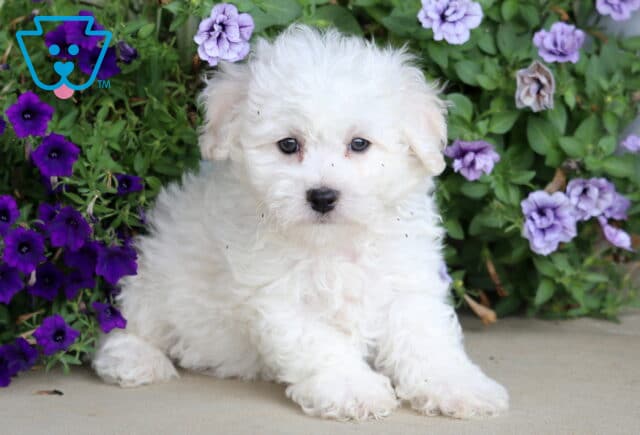 Fluffy white Bichon puppy sitting on a concrete surface, surrounded by blooming purple and lavender flowers. image