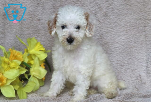Fluffy white Mini Poodle puppy with light tan ears sitting sweetly on a soft beige blanket beside a bouquet of vibrant yellow flowers. image