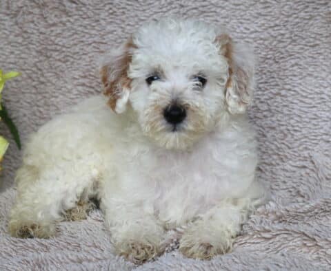 Ruffles Mini Poodle2