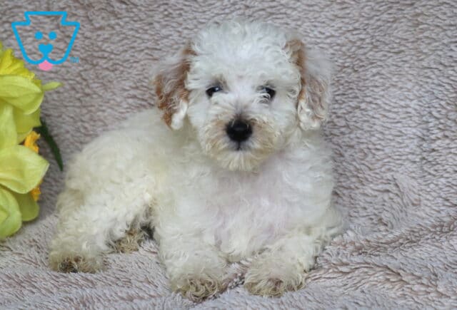 Adorable Mini Poodle puppy with soft, curly white fur and light tan ears, resting comfortably on a beige textured blanket next to a bunch of bright yellow flowers. image