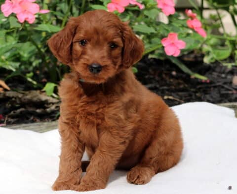 Rufus GOldendoodle