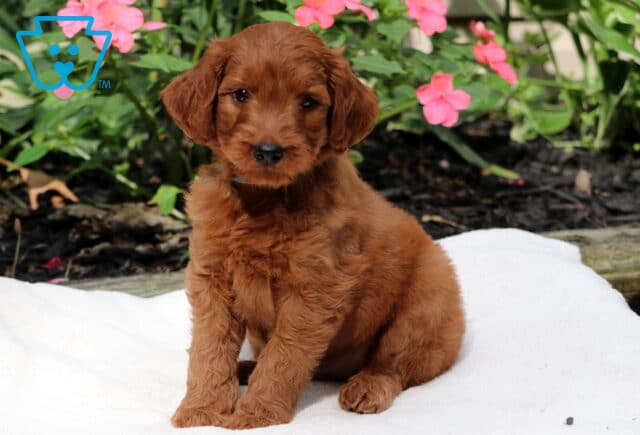 Rufus GOldendoodle image