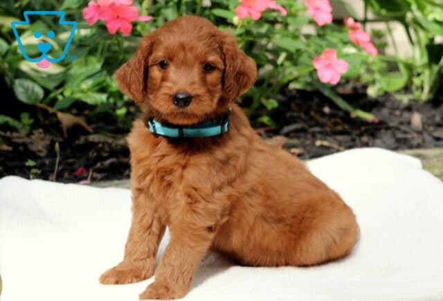 Rufus GOldendoodle2 image