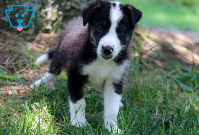 Curious black and white Border Collie puppy standing in the grass with wide eyes and a little tongue peeking out, with a tree and sunlit background behind. image