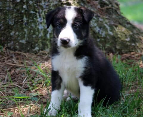 Ryan Border Collie2
