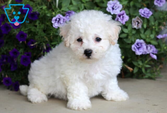 Sweet white Bichon puppy with curly fur sitting on a concrete surface in front of a backdrop of purple and lavender petunias. image