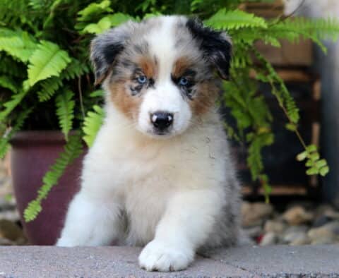 Blue merle Australian Shepherd puppy with bright blue eyes, tan eyebrows, and white legs and chest, sitting in front of a green fern and looking sweetly at the camera.