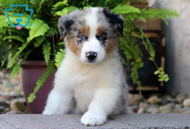 Blue merle Australian Shepherd puppy with bright blue eyes, tan eyebrows, and white legs and chest, sitting in front of a green fern and looking sweetly at the camera. image