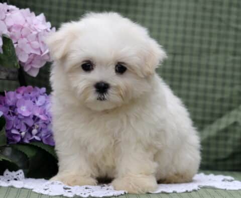 Sage Maltese