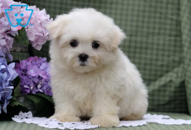 Sage Maltese image