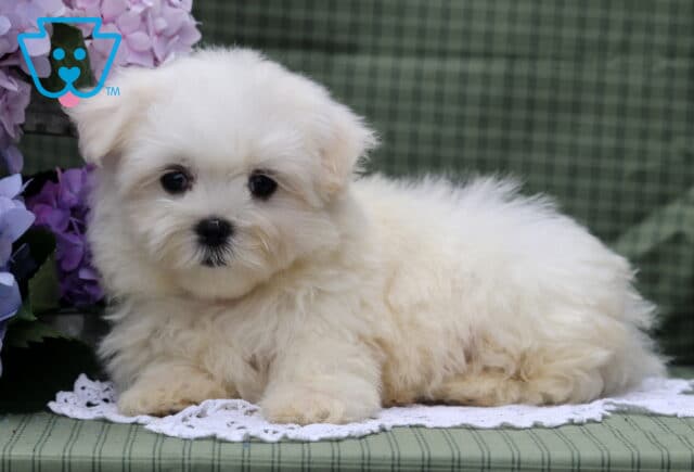 Sage Maltese2 image