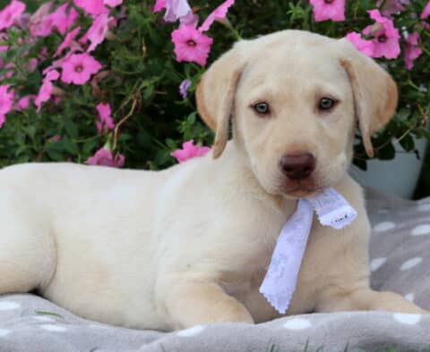 Sally Lab Mix2