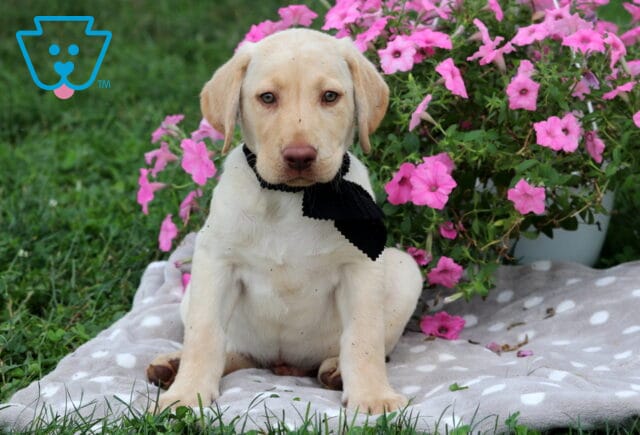 Sam Lab Mix image