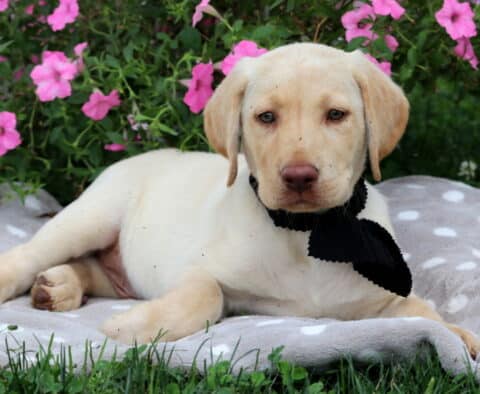 Sam Lab Mix2