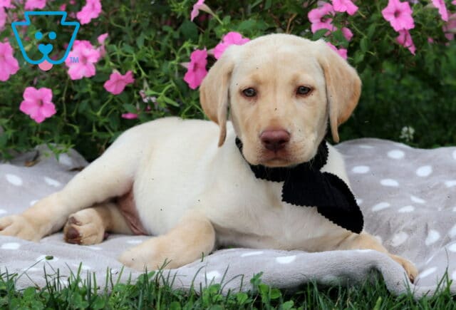Sam Lab Mix2 image