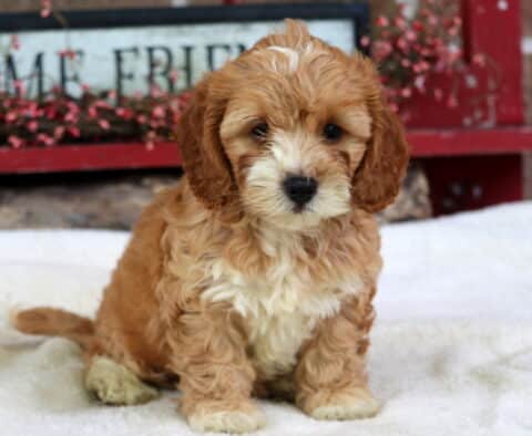 Sammy Cockapoo