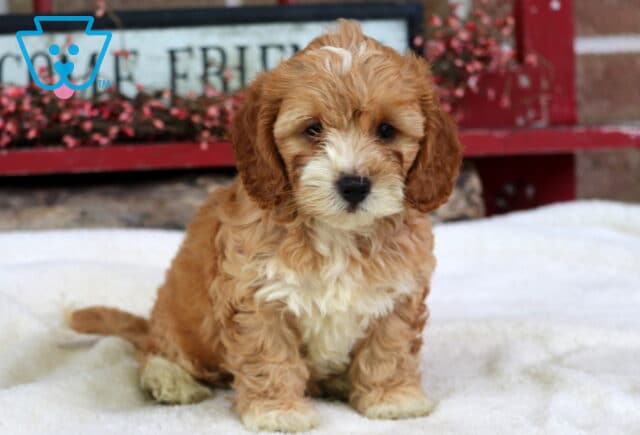 Sammy Cockapoo image