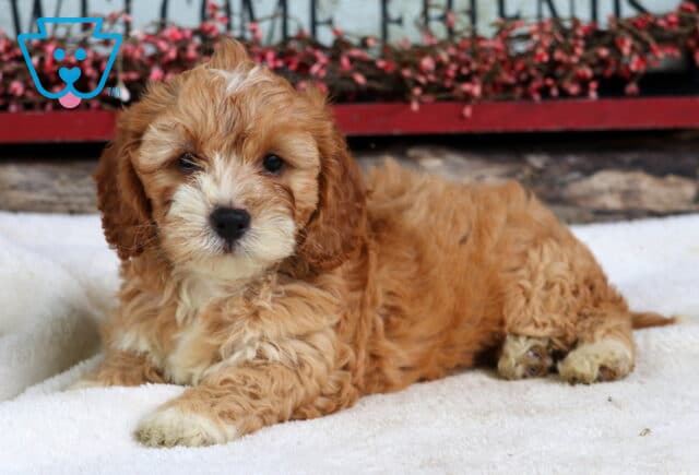 Sammy Cockapoo2 image