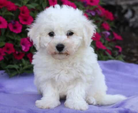 Adorable Bichon Frise puppy with a fluffy white coat, sitting on a purple blanket in front of bright pink petunias, looking sweetly at the camera.