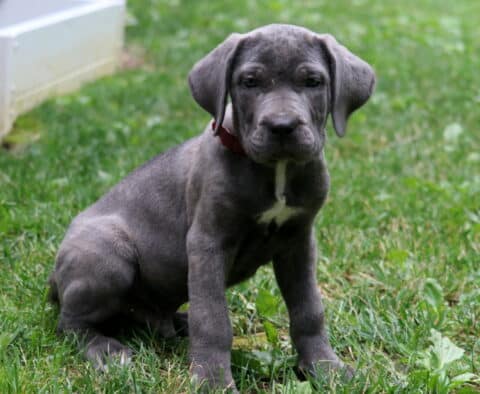 Sanders Cane corso