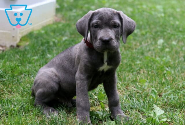 Gray Cane Corso puppy with a white patch on its chest sits attentively on green grass, wearing a red collar near a white structure. image