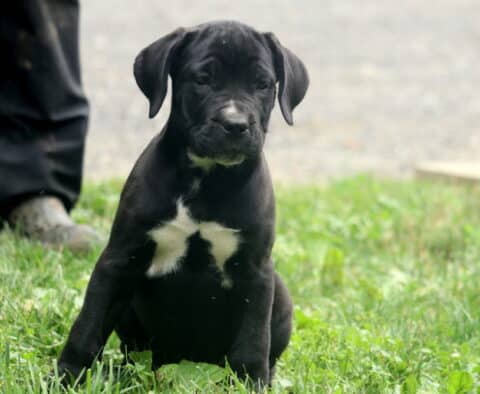 Sasha Cane Corso