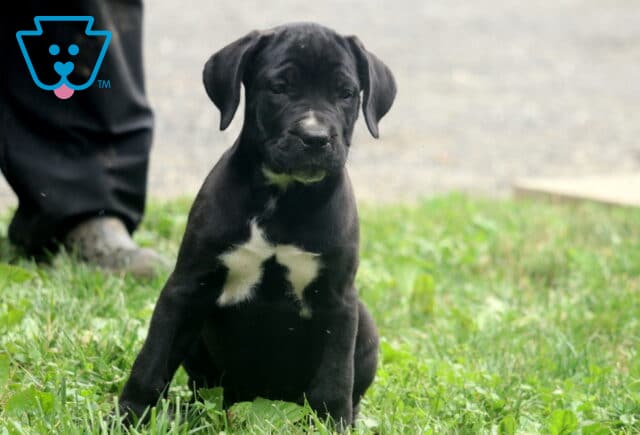 Black Cane Corso puppy sitting on the grass with a unique white chest marking, looking down with a calm expression; a person’s leg and boot visible in the background. image
