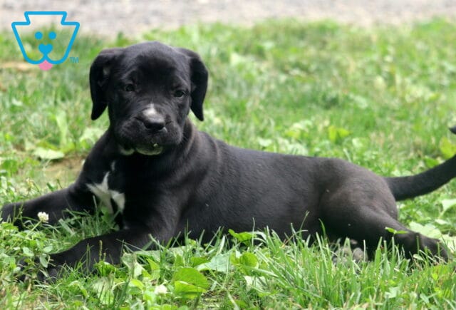 Black Cane Corso puppy lounging in the grass with a playful expression, showing a white patch on its chest and nose, tail curled slightly upward. image