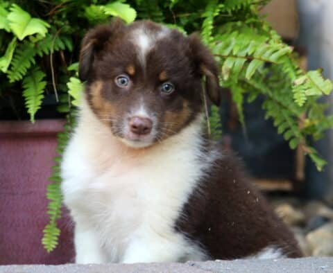 Charming brown and white Australian Shepherd puppy with tan accents and blue eyes, sitting near a leafy fern with a soft, curious expression.
