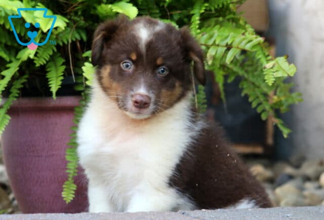Charming brown and white Australian Shepherd puppy with tan accents and blue eyes, sitting near a leafy fern with a soft, curious expression. image