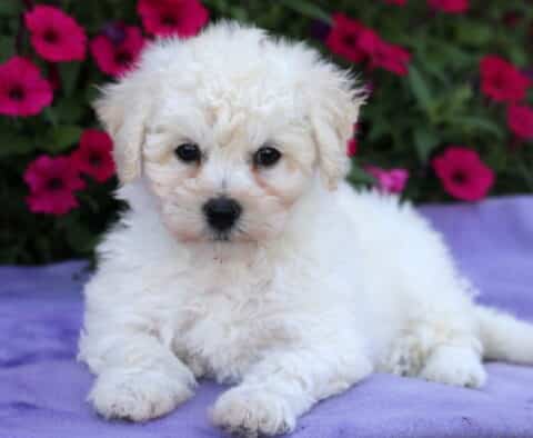 Curly-coated white Bichon Frise puppy lying on a purple blanket with vivid pink flowers in the background, looking sweetly into the camera with soft, round eyes.