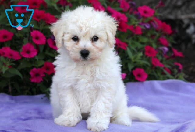 Fluffy white Bichon Frise puppy with a slightly curly coat, sitting on a lavender blanket in front of a backdrop of blooming pink petunias and greenery. image