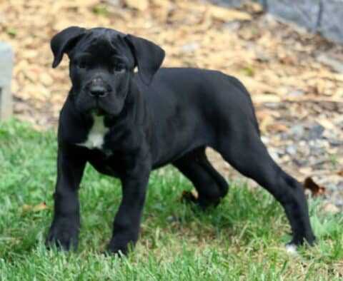 Sassy Cane Corso
