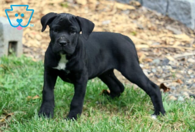 Alert black Cane Corso puppy with a white chest marking standing in the grass, with one paw lifted and looking directly at the camera. image
