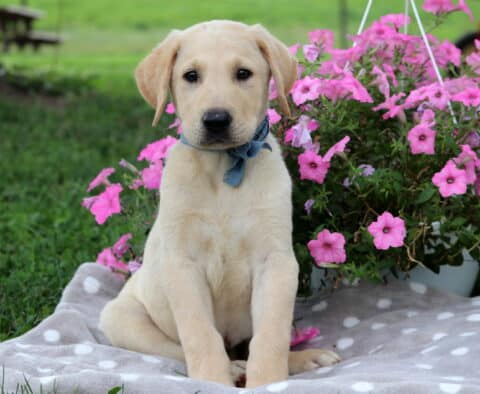 Scamper Lab Mi