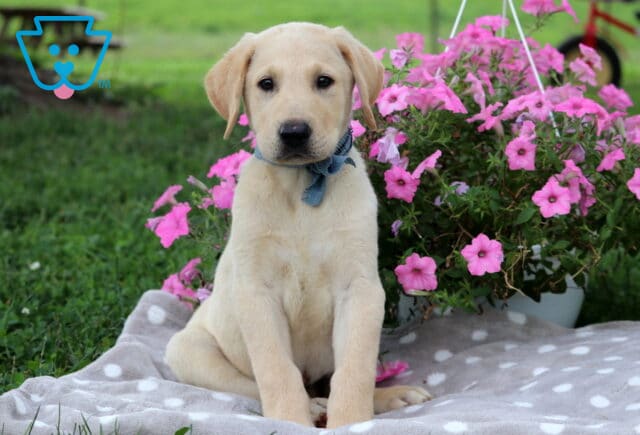 Scamper Lab Mi image