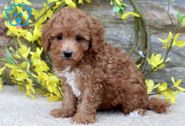 Light red Poodle mix puppy with a curly coat, white chest, and white-tipped paw sitting on a carpet in front of a stone wall decorated with yellow spring flowers. image