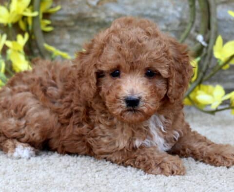 Light red curly-coated Poodle mix puppy with a white chest and white-tipped paw lying on a beige carpet in front of a stone wall with yellow flowers.