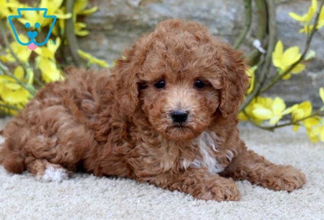 Light red curly-coated Poodle mix puppy with a white chest and white-tipped paw lying on a beige carpet in front of a stone wall with yellow flowers. image