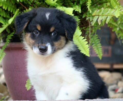 Tricolor Australian Shepherd puppy with a black, tan, and white coat sitting in front of a potted fern, gazing sweetly at the camera.
