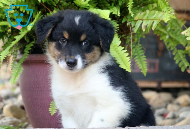 Tricolor Australian Shepherd puppy with a black, tan, and white coat sitting in front of a potted fern, gazing sweetly at the camera. image